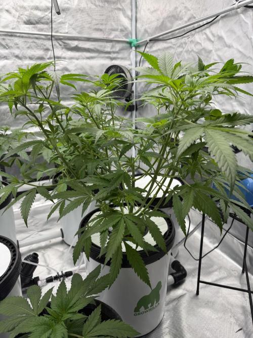 Ganjafarmer. Week 6 - Min ein bis zwei Wochen muss sie noch in der vegie bleiben.