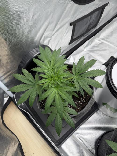 Ganjafarmer. Week 3 - Wie schön man den Erfolg sehen kann.