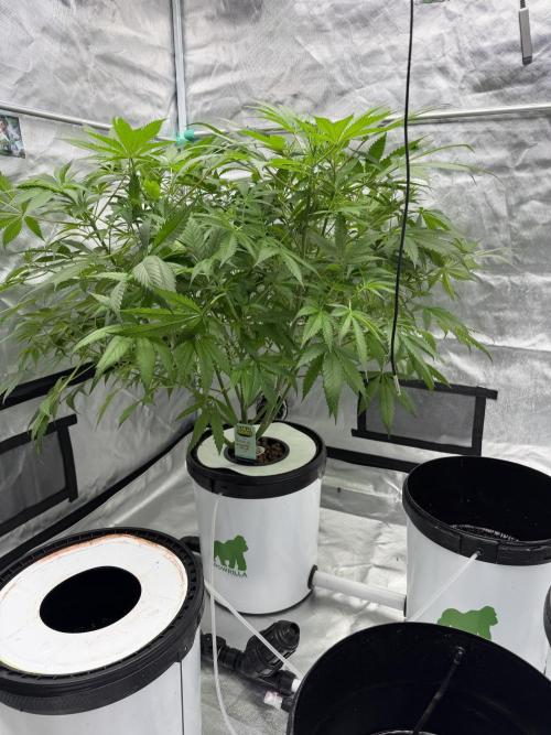 Ganjafarmer. Week 8 - Sie wächst wirklich brutal aber ich kann sie noch nicht in die Blüte schicken 