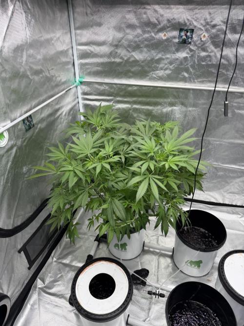 Ganjafarmer. Week 8 - Mal sehen wie sie nächste Woche aussieht