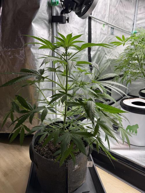 Ganjafarmer. Week 5 - Auch die RS11B macht sich ganz gut. Bin schon auf die Blüte gespanntt 