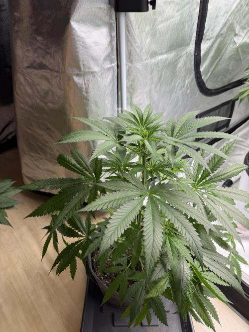 Ganjafarmer. Week 5