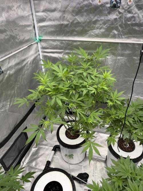 Ganjafarmer. Week 9