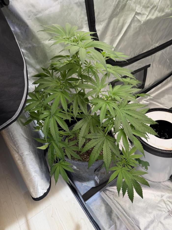 Ganjafarmer. Week 6 - Auch sie wurde heute umgestellt auf Blüte, durfte nun auch ins Blüte Zelt einziehen.