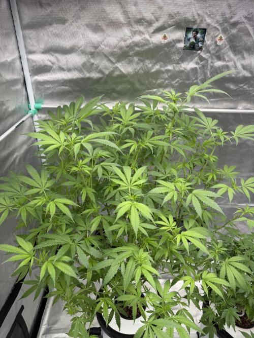 Ganjafarmer. Week 11