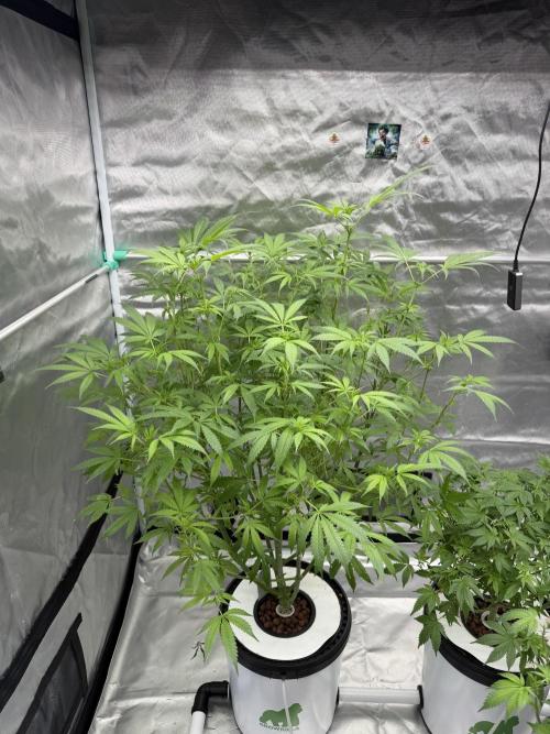 Ganjafarmer. Week 11