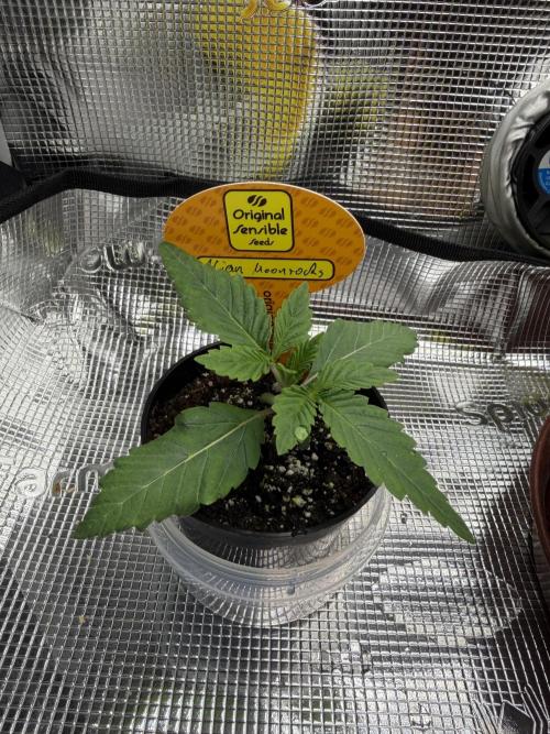 Alien Moonrocks. Week 1