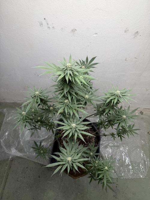 Ganjafarmer. Week 9