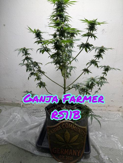 Ganjafarmer. Week 10 - Das könnten wirklich schönnee buds werden.