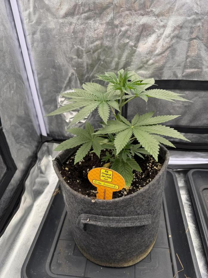Original Sensi seeds. Week 2 - Woche 2 sie wächst stetig und sieht mittle rweilaeuch besser aus  