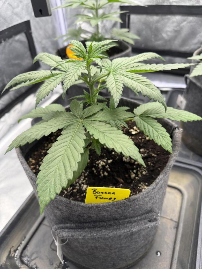 Original Sensi seeds. Week 1 - Hier ein Nachzügllerer, wächst aber nun super.