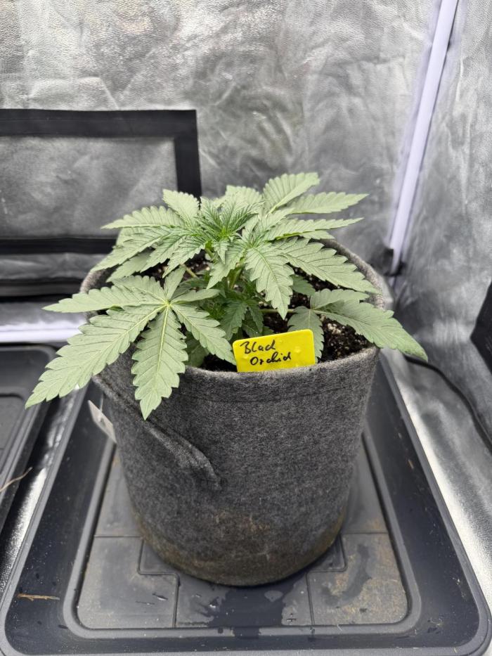 Original Sensi seeds. Week 1 - Hier auch ein Nachzügler 
