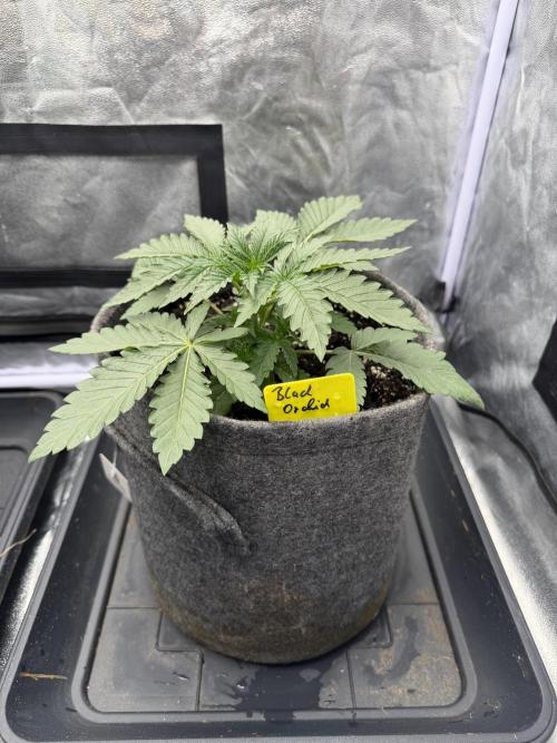 Black Orchid. Week 1