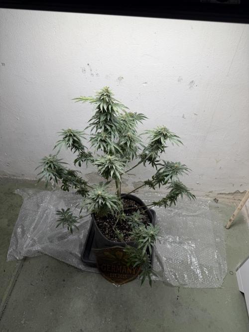 Ganjafarmer. Week 11