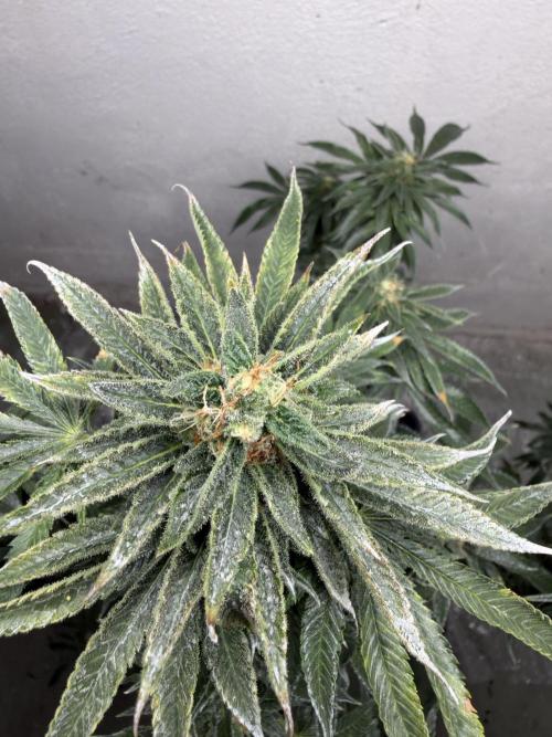 Ganjafarmer. Week 11