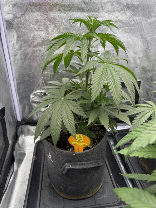 Original Sensi seeds. Week 3 - Starker Wachstum und schöne Farbe. 