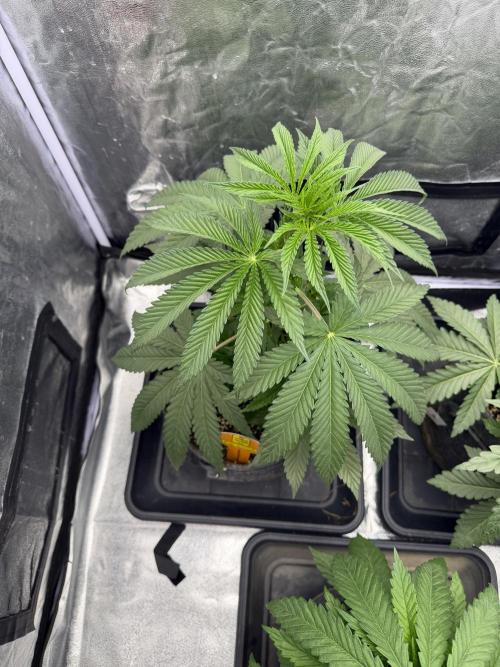Original Sensi seeds. Week 3