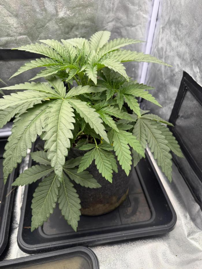 Original Sensi seeds. Week 2 - Die Black Orchid wächst mehr in die Breit statt in die Höhe 