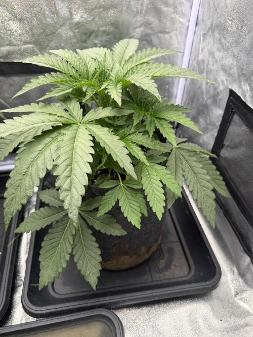 Black Orchid. Week 2