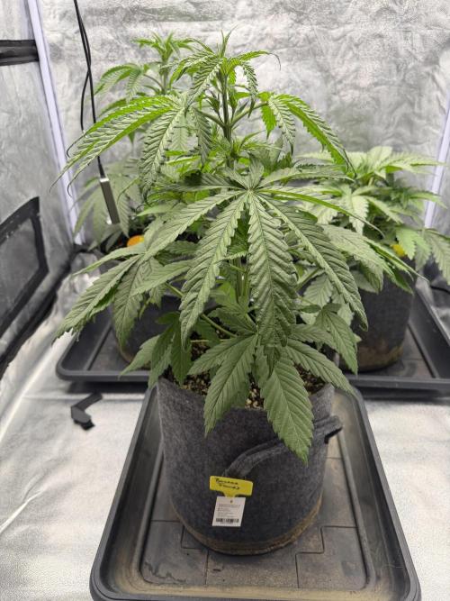 Original Sensi seeds. Week 2 - Zwei Wochen noch dann geht es in die Blüte