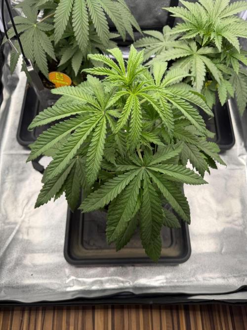 Banana Fumes. Week 2