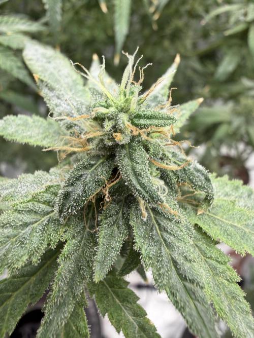 Ganjafarmer. Week 16