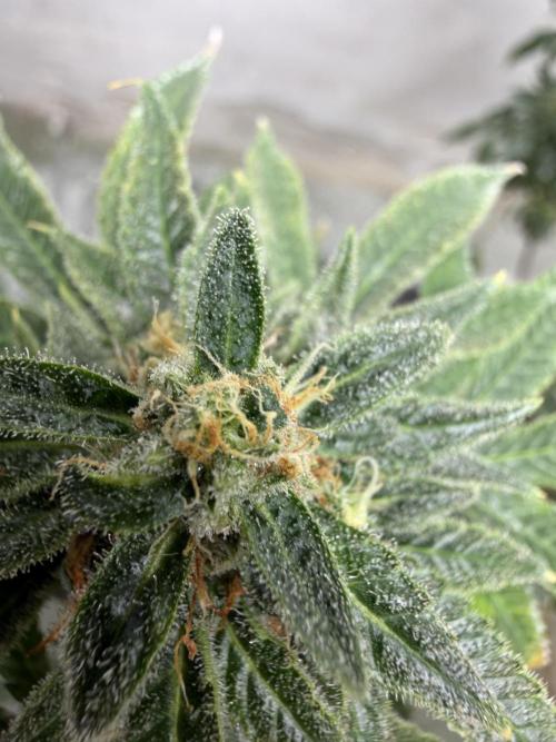 Ganjafarmer. Week 12