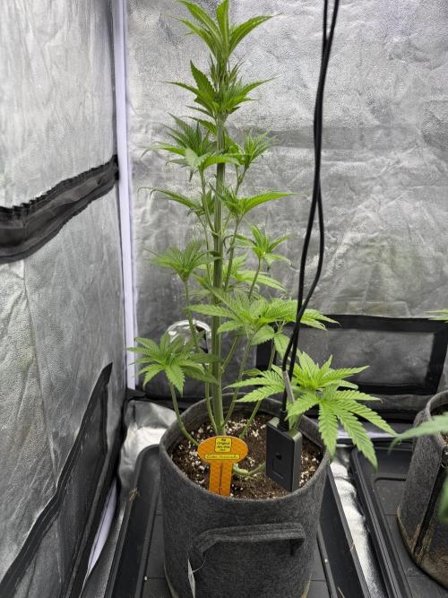 Original Sensi seeds. Week 4 - Am wochenede werde ich die Damen in die Blüütete schicken.