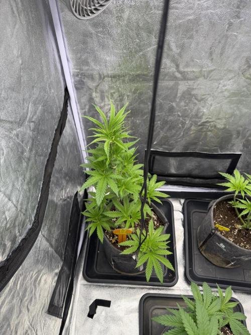 Original Sensi seeds. Week 4 - Sie haben sich in den 4 Wochen wirklich gut gemacht.