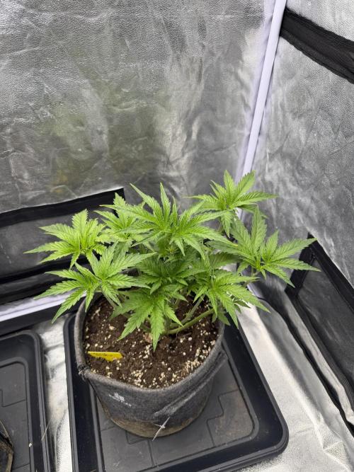 Black Orchid. Week 3