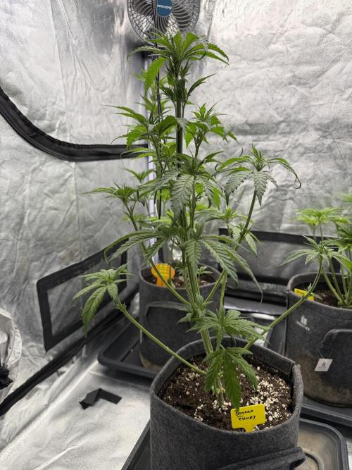 Original Sensi seeds. Week 3 - Für 3 Wochen kann die sich schon sehen lassen denke Ich. Ich glaub die hat richtig Potential  