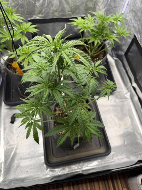 Original Sensi seeds. Week 3