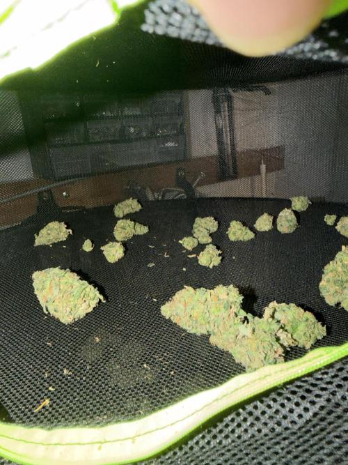 Ganjafarmer. Week 13