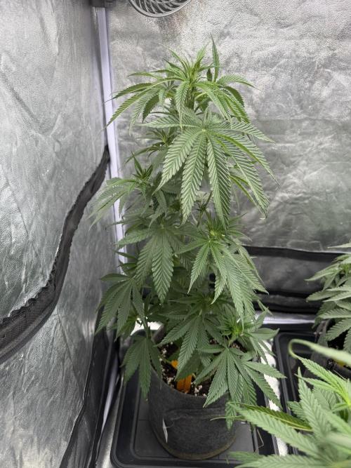 Original Sensi seeds. Week 5