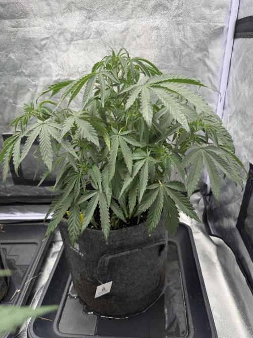 Original Sensi seeds. Week 4