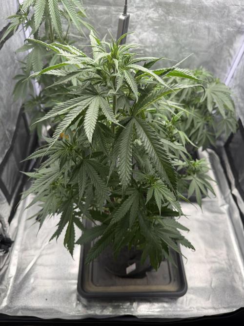 Original Sensi seeds. Week 4