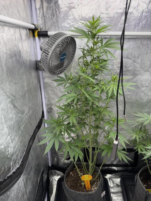 Alien Moonrocks. Week 6