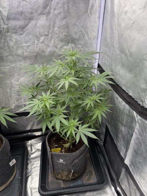 Black Orchid. Week 5