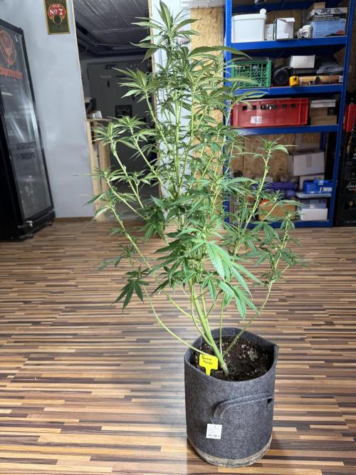 Banana Fumes. Week 5