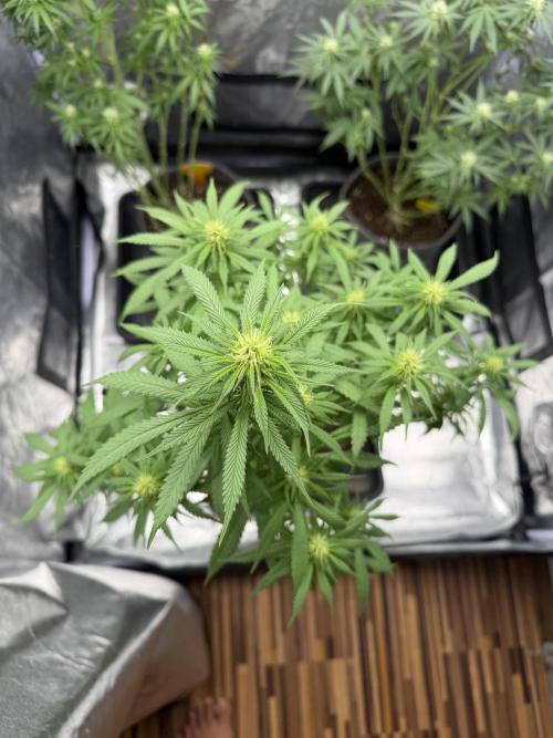 Original Sensi seeds. Week 6