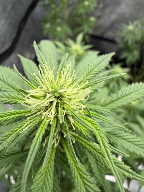 Original Sensi seeds. Week 6 - Wunderschön