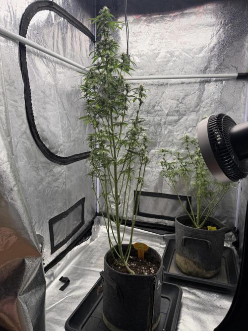 Alien Moonrocks. Week 7