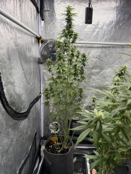 Alien Moonrocks. Week 8