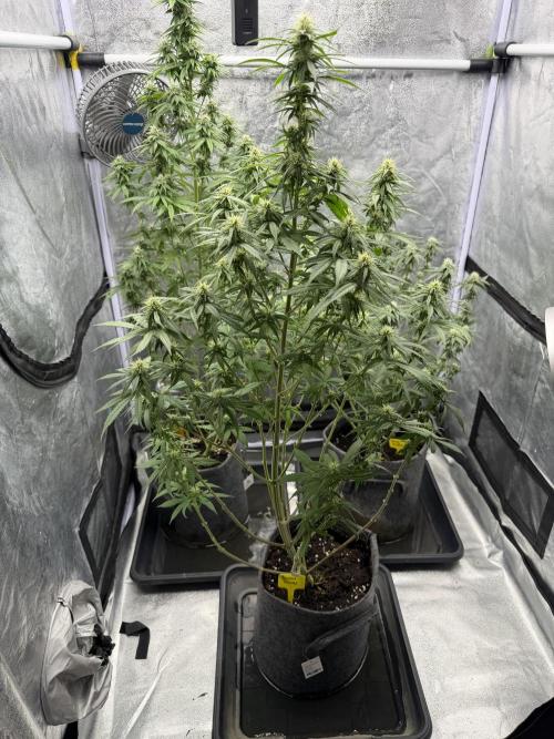 Banana Fumes. Week 7
