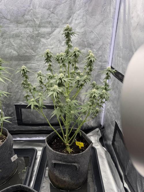 Black Orchid. Week 7