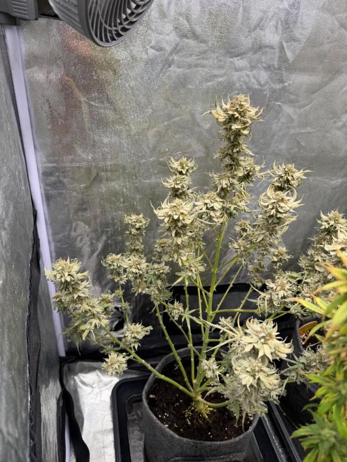 Original Sensi seeds. Week 8 - Leider einmal als ich im Urlaub war zu wenig Wasser bekommen. 