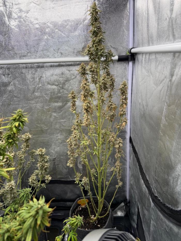 Original Sensi seeds. Week 9 - Sie hat der Wasser Mangel am schlimmsten getroffen. 