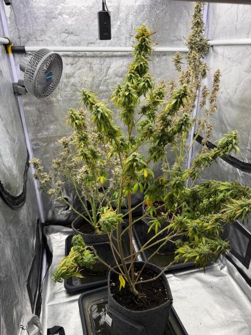 Banana Fumes. Week 8