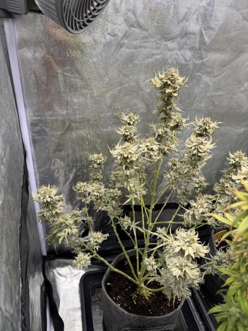 Black Orchid. Week 9