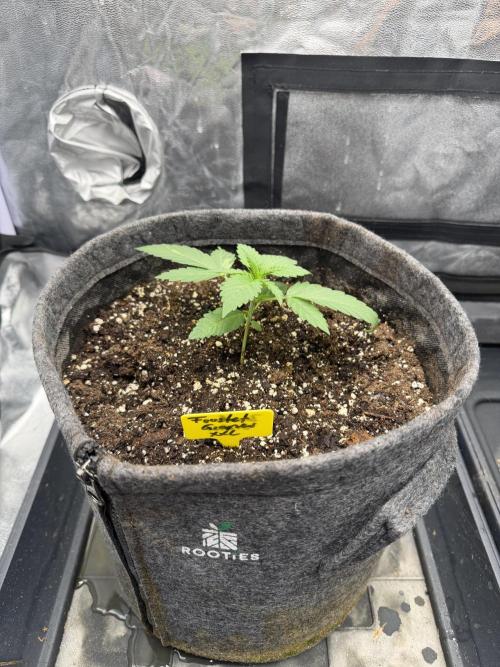 Frosted Grapes XXL. Week 1
